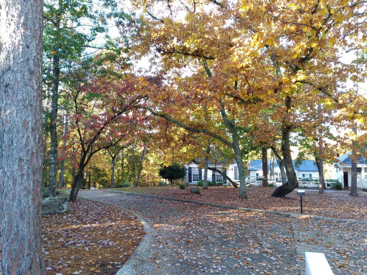 OfficialLWH's tweet photo. Our chestnut trees 🌳 around the Little White House are amazing.The leaves are changing into a golden color.  Come and check out these beautiful fall leaves. #FDR #lwh #daytrip #GaStateParks  #GaLeafWatch #fallyall #fallcolor #leafwatching https://t.co/E5tBbEcf9z