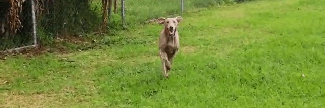 AnDrE_SaLaZaR_'s tweet photo. #Happydogs Dana haciendo su ejercicio matutino en el parque.
#viernesdemoda
@MaryelozB @samglezc
@anamacr1 @JennySPerezB @Juls_chaher000 @__Dayi_Salazar_ @GuiselleMoraE https://t.co/vQ1XK5xnm1
