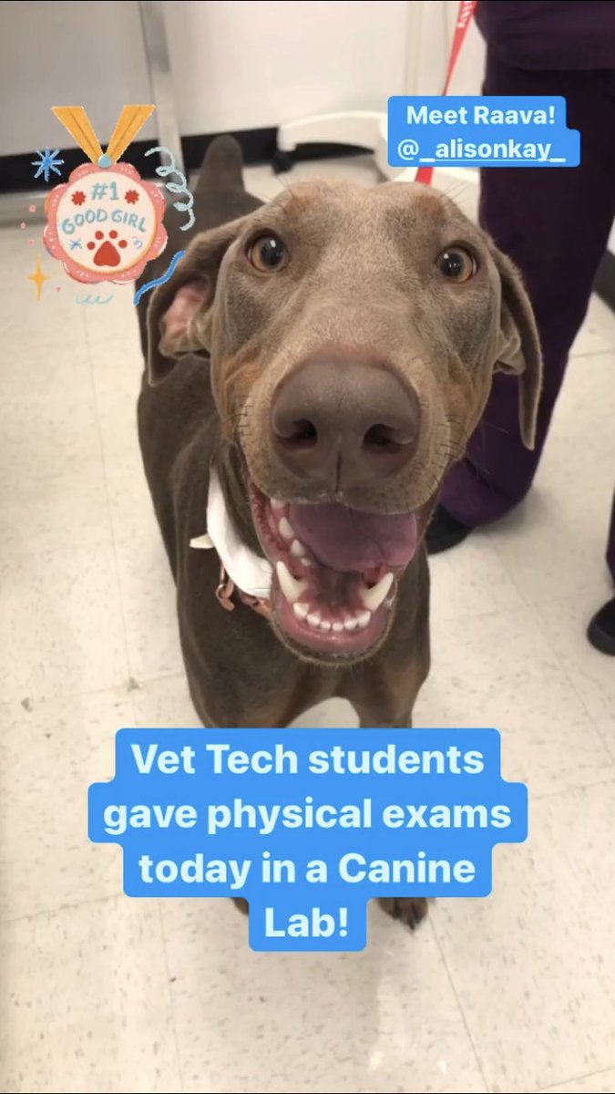 StanbridgeUni's tweet image. Vet Tech students had a Canine Lab where they gave physical exams to some smiling pups! #vettech #vettechstudent