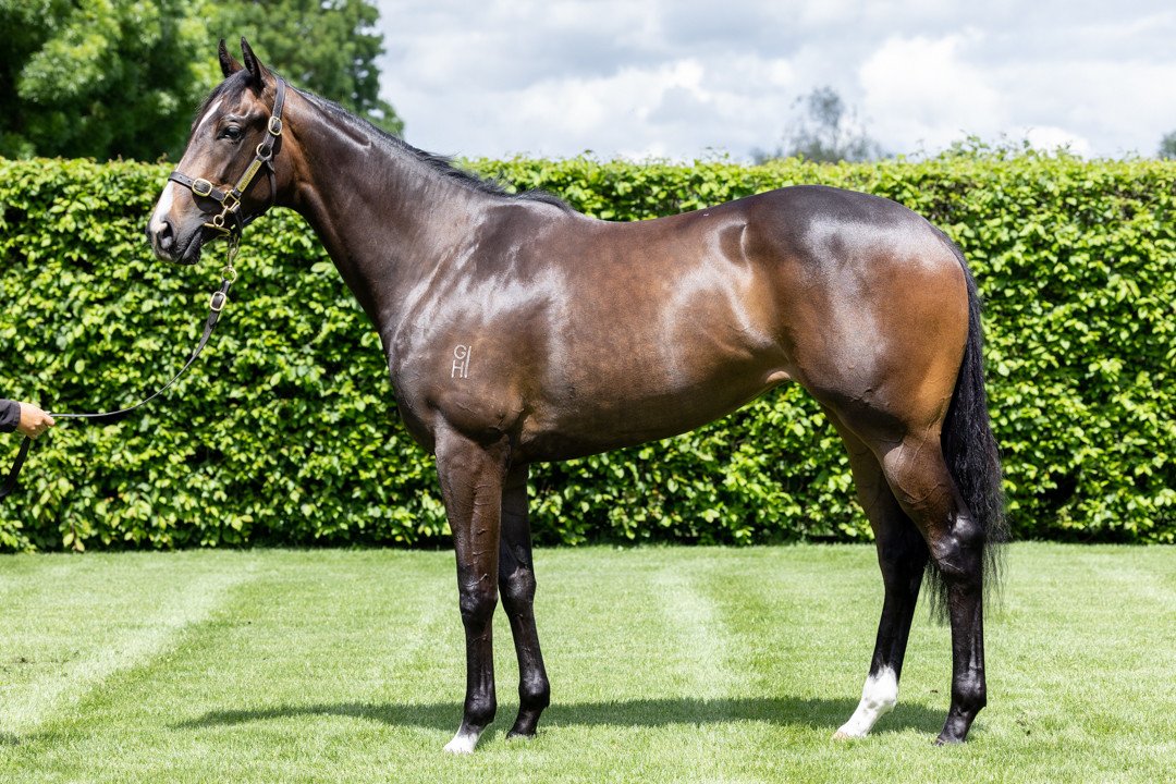 WestburyStud's tweet photo. #ReliableMan can certainly get a nice filly #MiamiBound, #InspirationalGirl, #SentimentalMiss, #BelleduNord, & #Annavisto Check out Lot 40 at @KarakaChat RTR Sale nxt week @DOBrienRacing @_GoRacing @MickPriceRacing @Em_spartaracing https://t.co/ROA7TtJbuX
