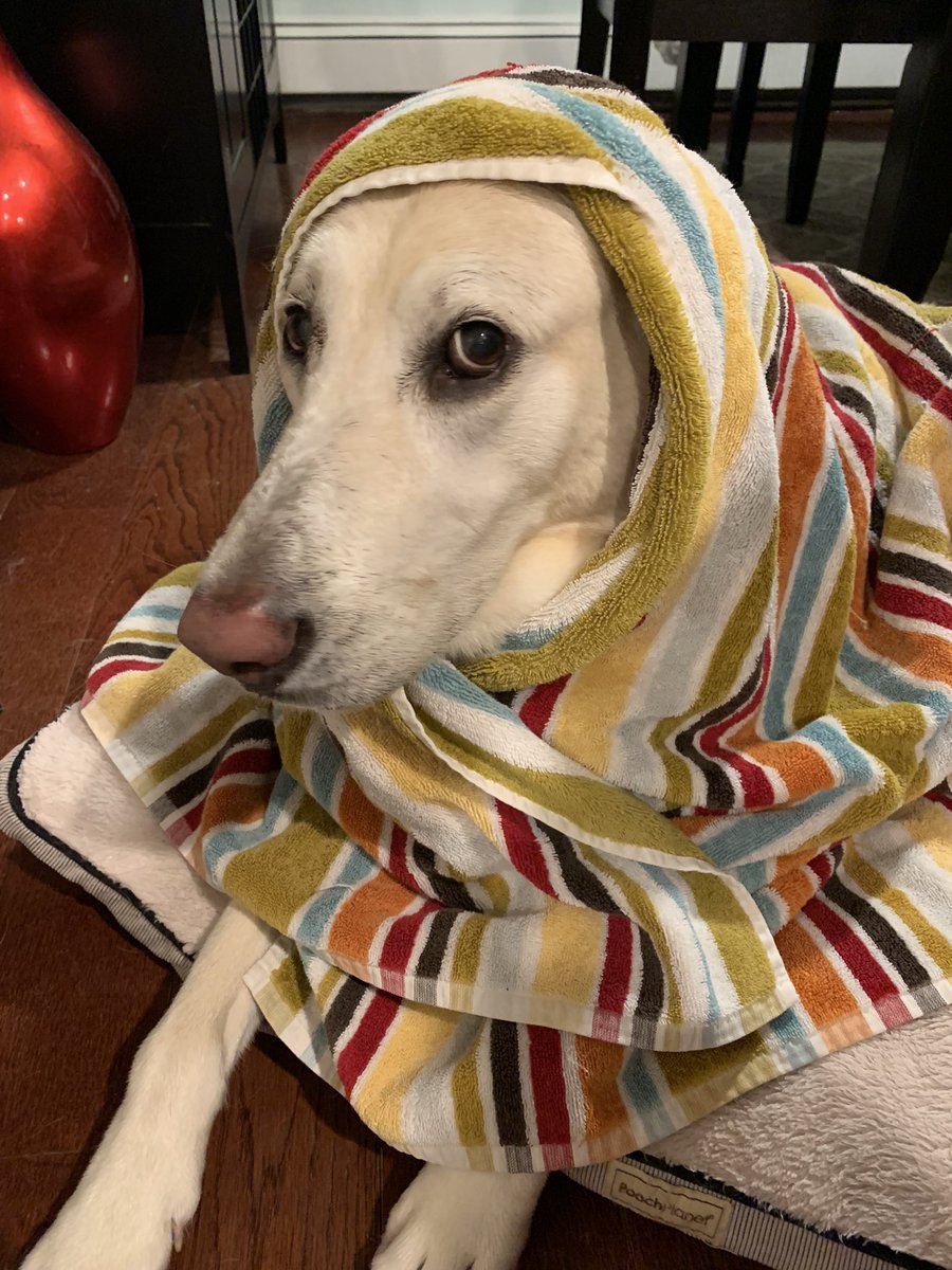 SuperGort's tweet photo. @MorningEdition Soaked Sophy. https://t.co/mZsfurnA7M