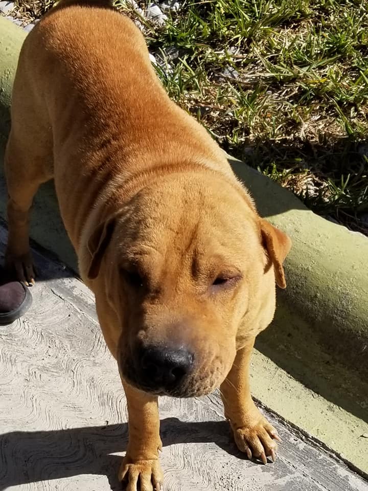 Miracles Still Happen Because Of Your Generosity 
Our Rattlesnake Boy is Almost 100%
facebook.com/potreropups.org
instagram.com/fionaanimalref…
#IBelieveinKindness