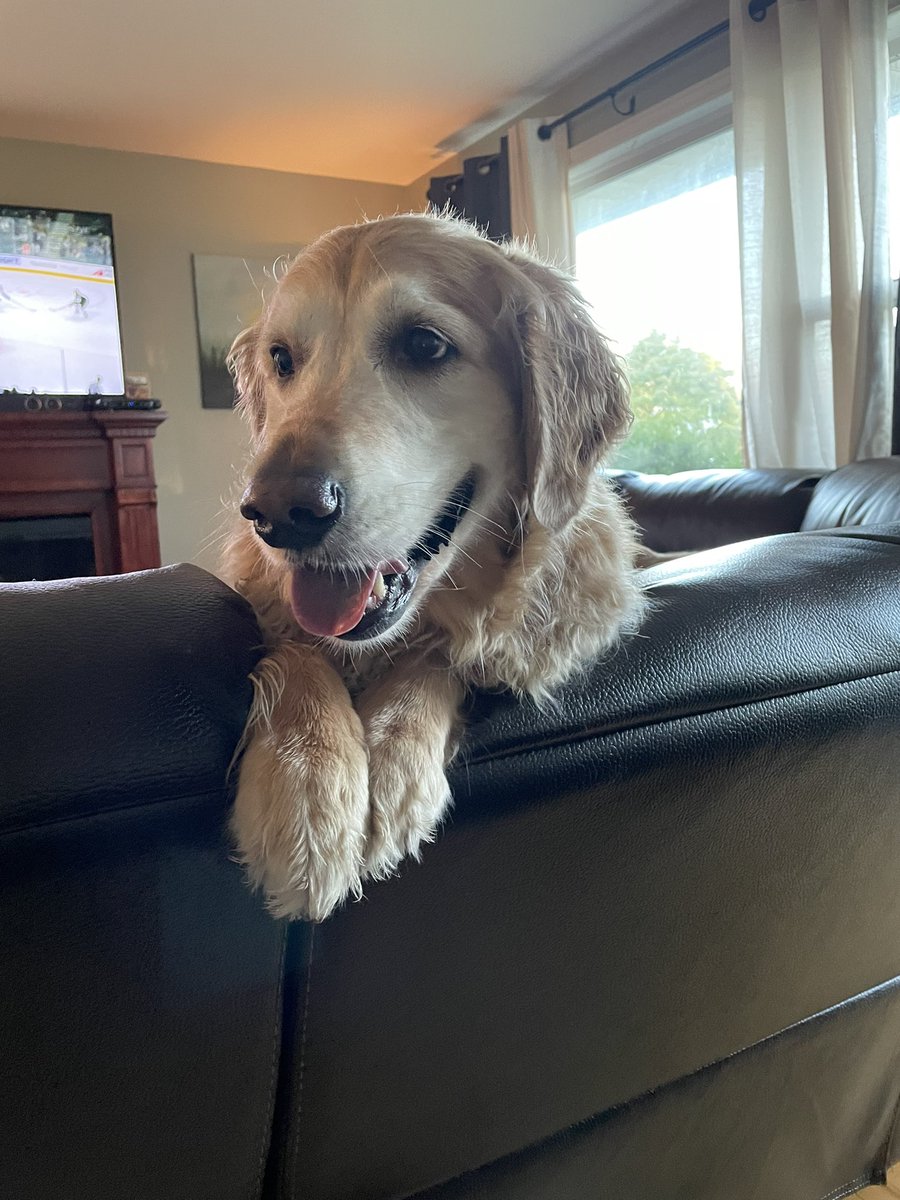 ThomasSean13's tweet photo. @GoldenKnights This ol’ girl turned 8 yesterday! https://t.co/dId9UMOoo7