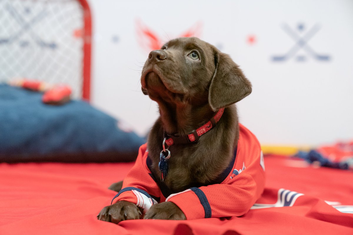 Meet Biscuit and Captain!

The Washington Capitals have teamed up with America's VetDogs, a nonprofit organization that pairs about 100 dogs annually with veterans.

@kevtibs shares more of the story tonight on <a href="/NBCNightlyNews/">NBC Nightly News with Tom Llamas</a> (check local listings).