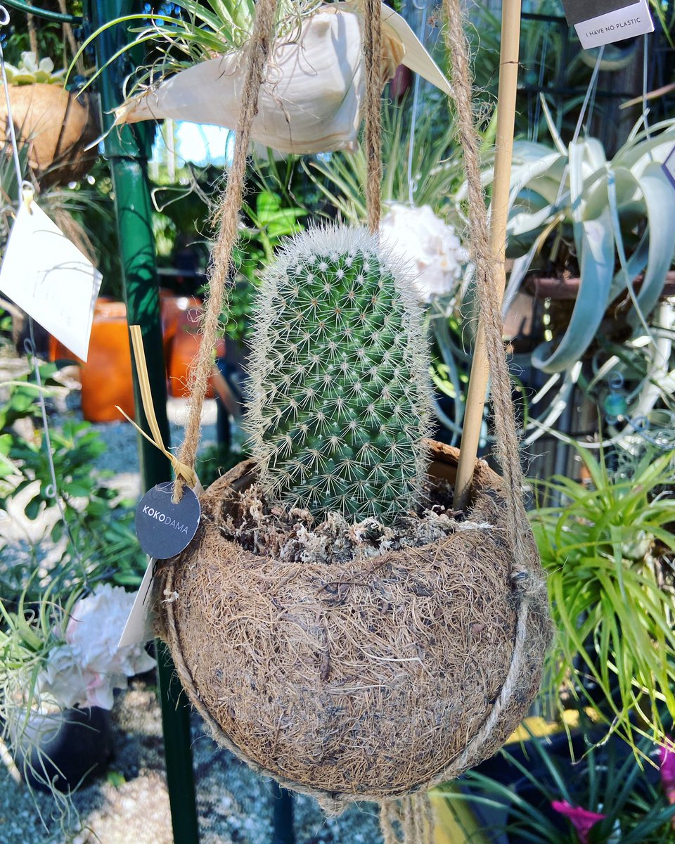 Cactus Kokodama 🌵🥥

#cactus #plants #tropicalgarden #plantshop #islamorada #floridakeys