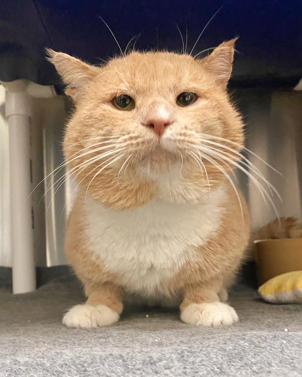 Allow us to introduce you to LORD MUFFINS. His cheeks are as round as his heart is big 🧡 He is 5 years old and FIV+, and loves cheek scritches and bonking you with his giant head. Get more info at spcawake.org! #lordofthemuffins #spcawake