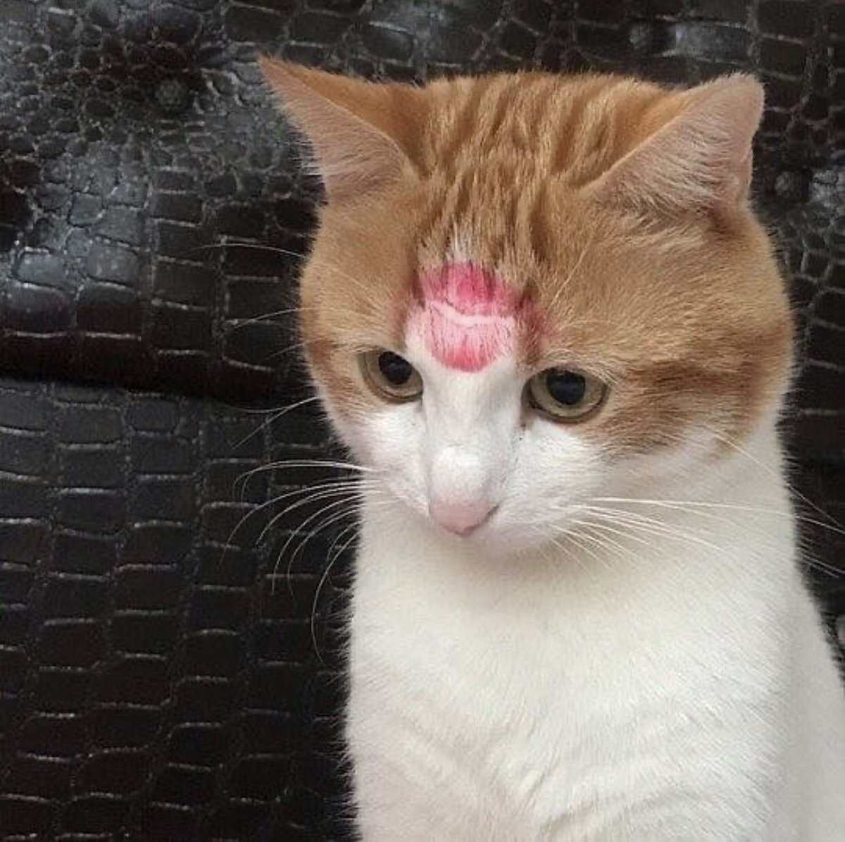 Out Of Context Animals (@cntxtanimai) on Twitter photo 