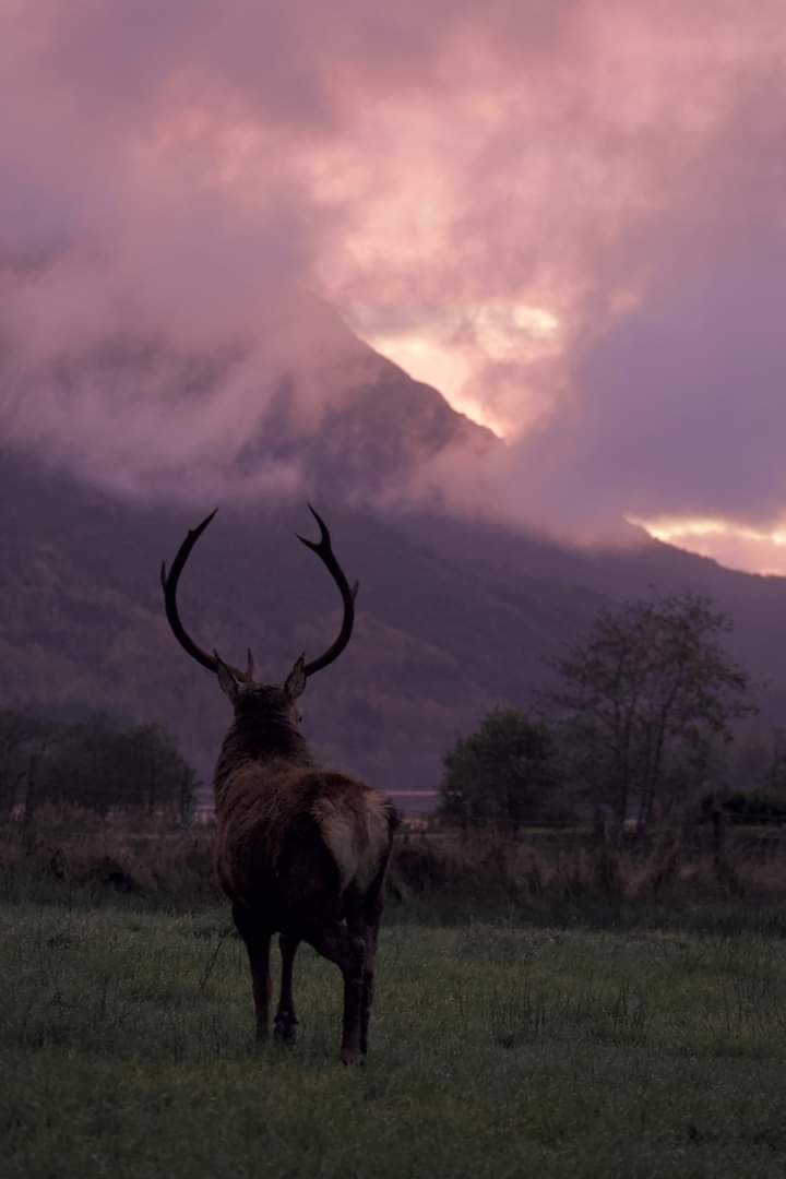 Apparently it's OK round here..in an 'idyllic conservation village'..to take your young daughter(13) on a 'shoot' in Scotland and let her shoot her first stag.In fact it's worth bragging about to the neighbours .ffs.I'm done