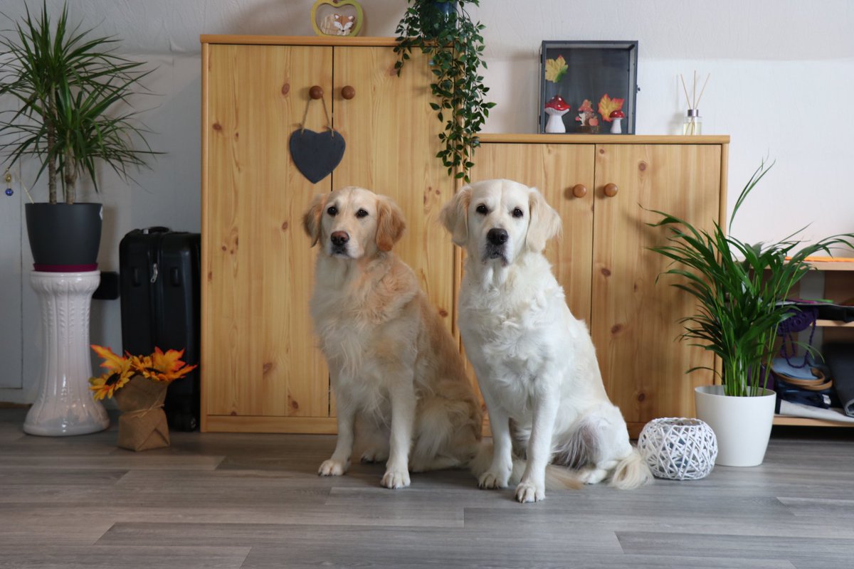 JepicDream's tweet photo. @Elina04749719 @TheKedosZone Golden Retriever 🙈 
Und das gleich im doppelpack 🥰 https://t.co/i1MMoyeNUP