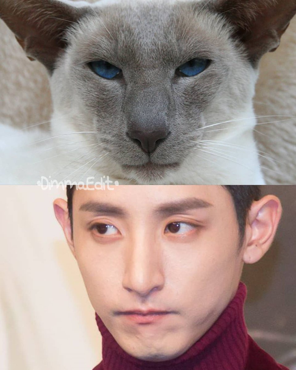 LSHfanDIMMA94's tweet photo. The similarity is cute... 😁🥰

#LeeSooHyuk
#이수혁 
#DimmaEdit94 https://t.co/TtirWhf8Ir