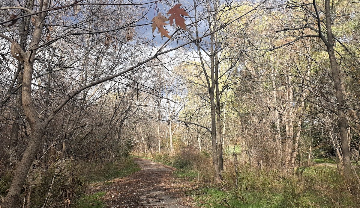 ingrittrincu's tweet image. Before the rain, before the wind, the sun kindly whispers to the trees: it&apos;s almost mid-November. #NovemberTrees