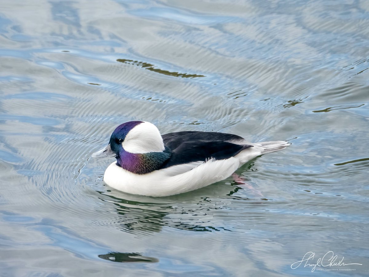 DiveArtist's tweet photo. I feel pretty 🎶 Bufflehead duck just knows how handsome he is! #birdcpp #buffleheadduck #mycentralpark https://t.co/vha3FBwxD7