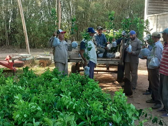 mp_ctes's tweet photo. Entrega de plantines de limon 🍋
➡️ En #PasodelaPatria y #RamadaPaso se entregaron 664 plantines de limón, 2 productores, 2 hectáreas
➡️ En #ColoniaPando se entregó 2800 plantines, algunos para reposición y algunos para nuevos productores
@claudiohanselm8
@AgricyGanaderia https://t.co/8tTa9NgUC8