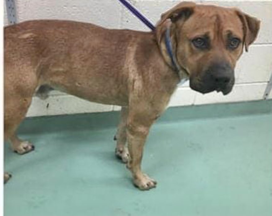 reddogsusie's tweet photo. #TN #MEMPHIS
🆘CODE RED Mr Quacky 2yo A handsome guy-scared &amp; a little wary of ppl. We can only guess at his past but love &amp; kindness will go a long way 2making him feel a whole lot happier! On urgent list with zero help💔 #ADOPT #RESCUE #PLEDGE #MASA9279
https://t.co/o5AL3GEN2k https://t.co/t91y20OJth