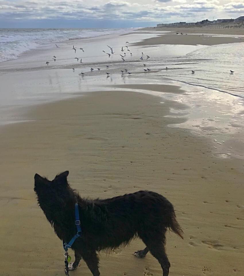 moorhousetrain's tweet photo. Bird Watching.
πΎ
πΎ
πΎ
πΎ
#dog #dogs #pup #doglife #dogsofbaltimore #dogsofinstagram #happydog #princesszeldathepup #bordercollie #bordercolliesofinstagram #summer #beach #fun #birdwatching #sanpipers #fenwickisland https://t.co/lVTmPwmM8k