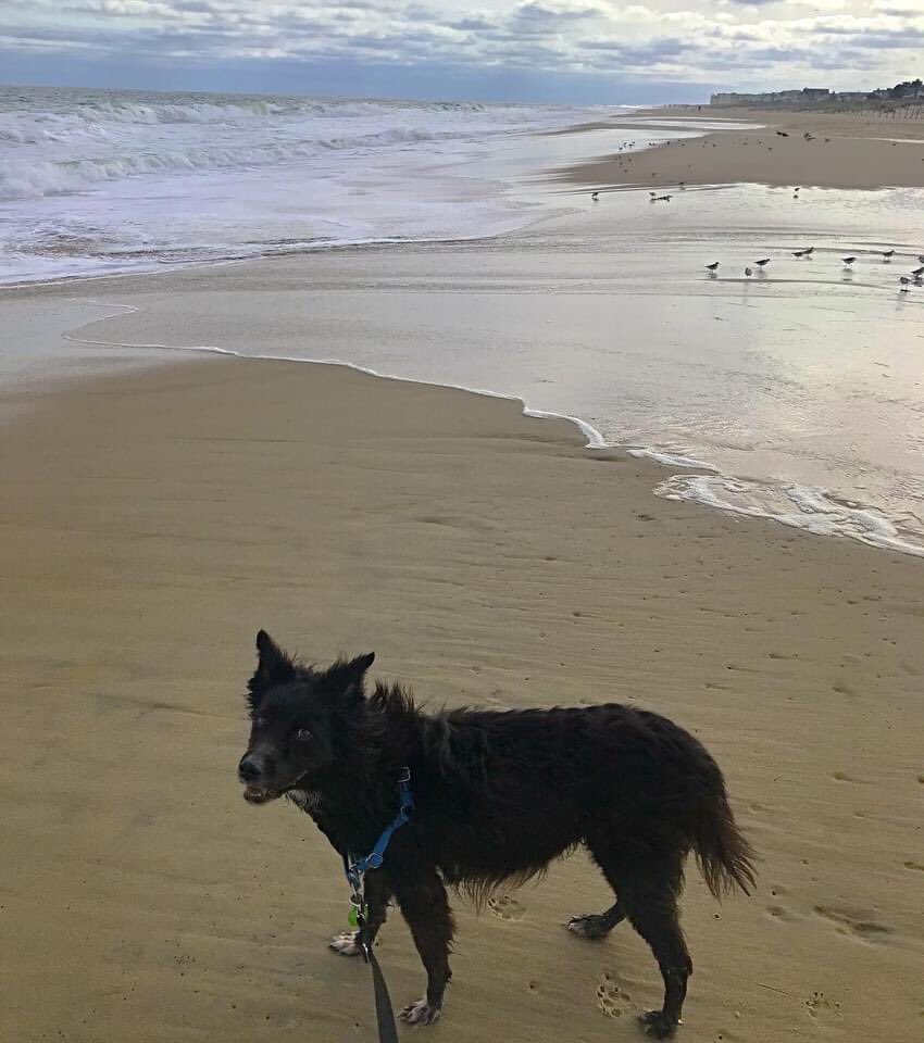 moorhousetrain's tweet photo. Bird Watching.
πΎ
πΎ
πΎ
πΎ
#dog #dogs #pup #doglife #dogsofbaltimore #dogsofinstagram #happydog #princesszeldathepup #bordercollie #bordercolliesofinstagram #summer #beach #fun #birdwatching #sanpipers #fenwickisland https://t.co/lVTmPwmM8k