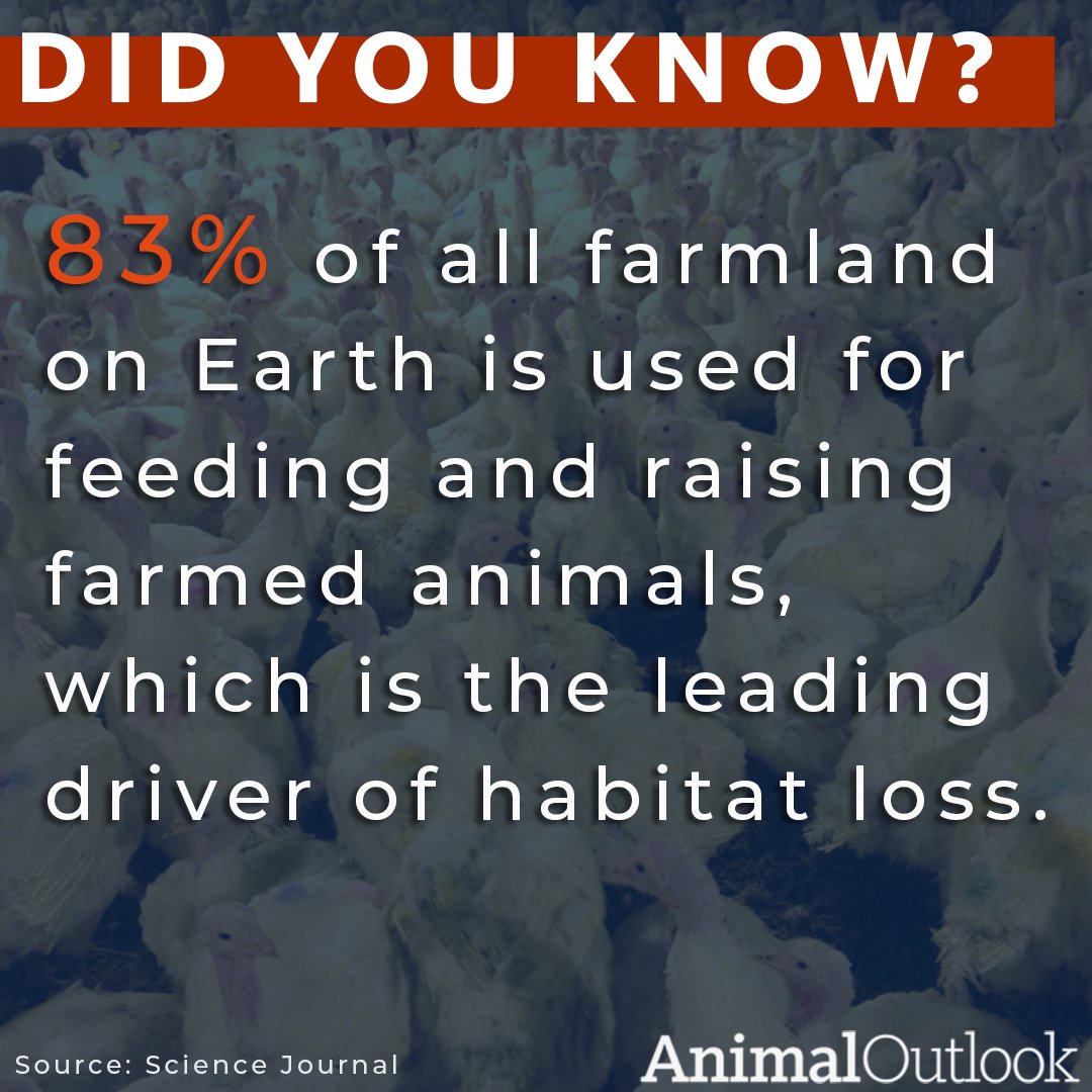 animaloutlook's tweet photo. Combating climate change and veganism go hand in hand. Now is the time to #TryVeg and fight against the massive environmental damage caused by animal agriculture.
https://t.co/ScUGyNc53h https://t.co/FGtXlbqy0C