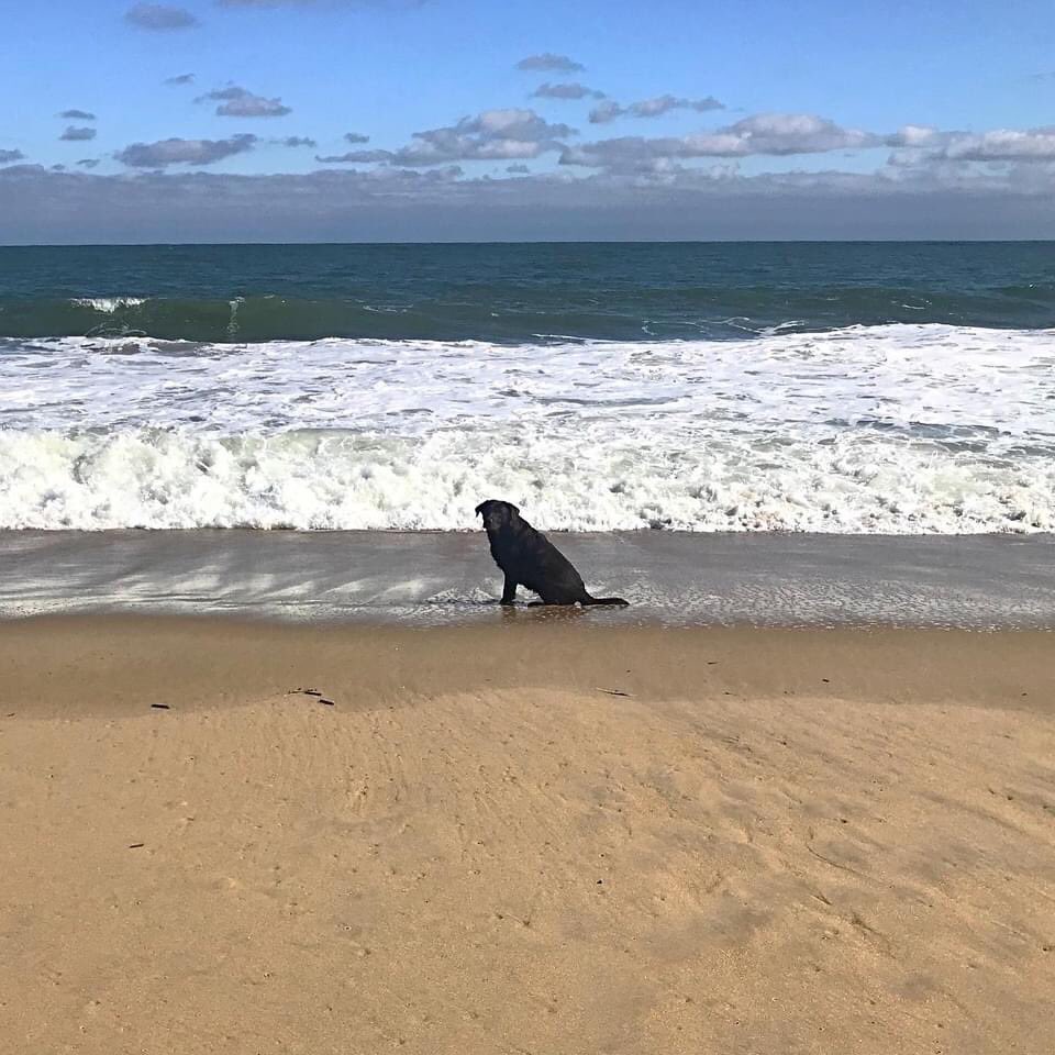 moorhousetrain's tweet photo. Beach Babe.
πΎ
πΎ
πΎ
πΎ
#dog #dogs #pup #doglife #happydog #dogsofbaltimore #moorhousepups #labsofinstagram #dogsofoinstagram #labradorretriever #beachlife #beach #fun #adorable #goofball #fenwickisland https://t.co/ygNxroF6iD