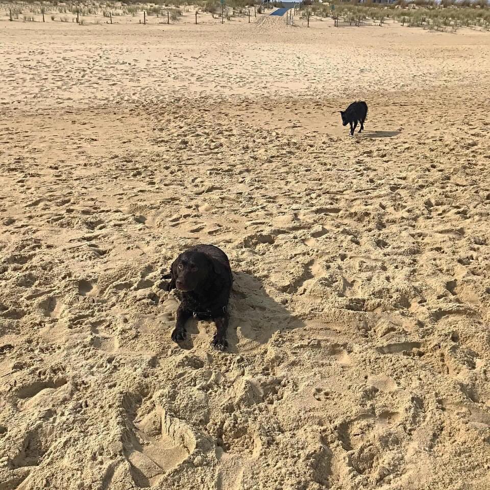moorhousetrain's tweet photo. Beach Babe.
πΎ
πΎ
πΎ
πΎ
#dog #dogs #pup #doglife #happydog #dogsofbaltimore #moorhousepups #labsofinstagram #dogsofoinstagram #labradorretriever #beachlife #beach #fun #adorable #goofball #fenwickisland https://t.co/ygNxroF6iD