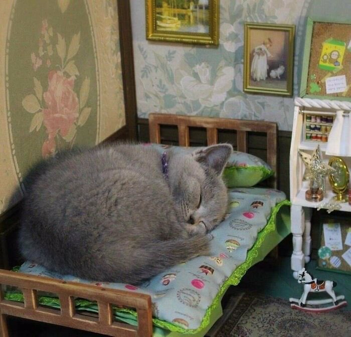 suecorvette's tweet image. oh shit. came home & there is a giant cat in the bed