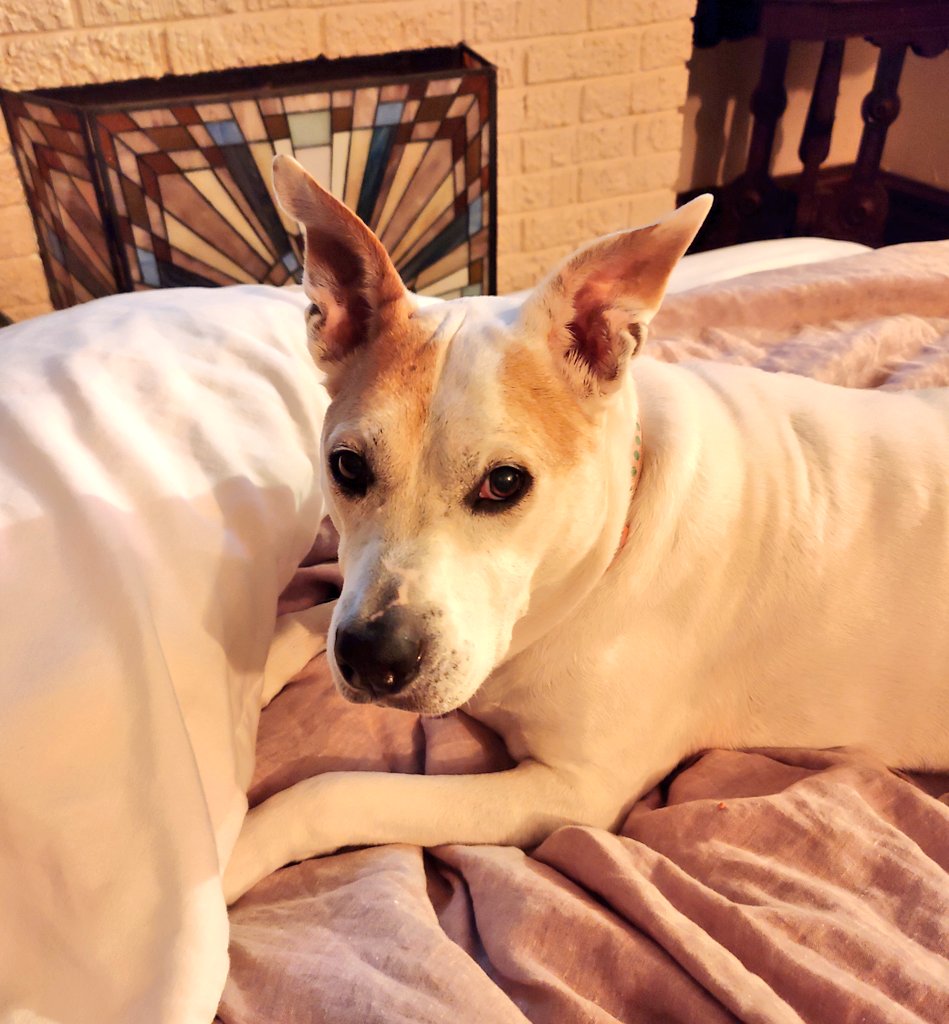 MirandaRider's tweet photo. Here is a picture of my precious doghter @GogoRulz for your viewing enjoyment.

PS--Gogo thinks you're cool. https://t.co/mQ3HwAlQgJ