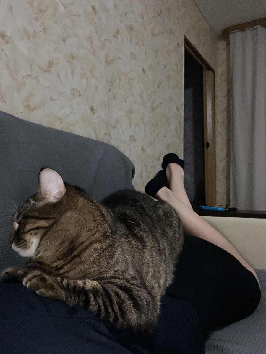 dobryyden's tweet photo. котка моя сладкая https://t.co/4fRv6V9WdW