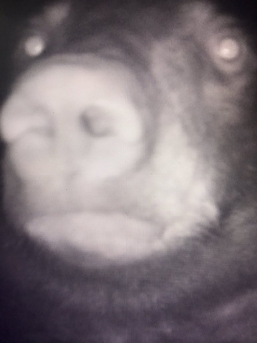 seahawk860's tweet photo. We have a few friends on our new property and we’ll they don’t like our trail cams @rickyroyalbod @candidrum #Bears #floridahomestead https://t.co/cmC75XIfjc