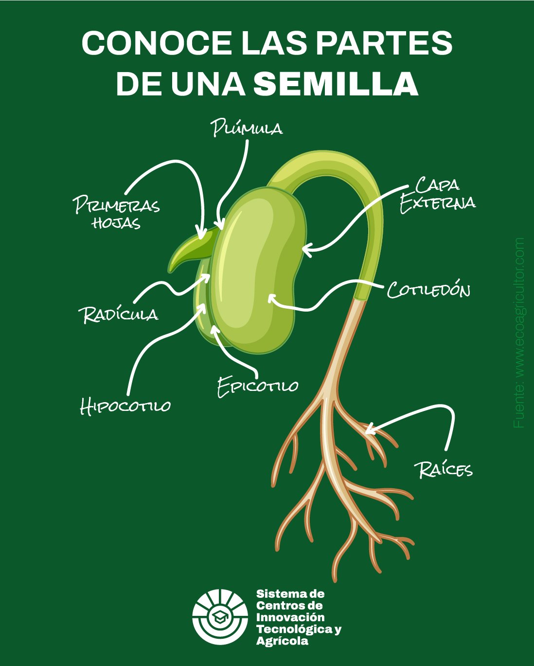 SCITA Honduras on Twitter: "Conoce las partes de la semilla. 🌱 El objetivo función de las semillas es dar una nueva planta, por lo que la semilla no germinará hasta que
