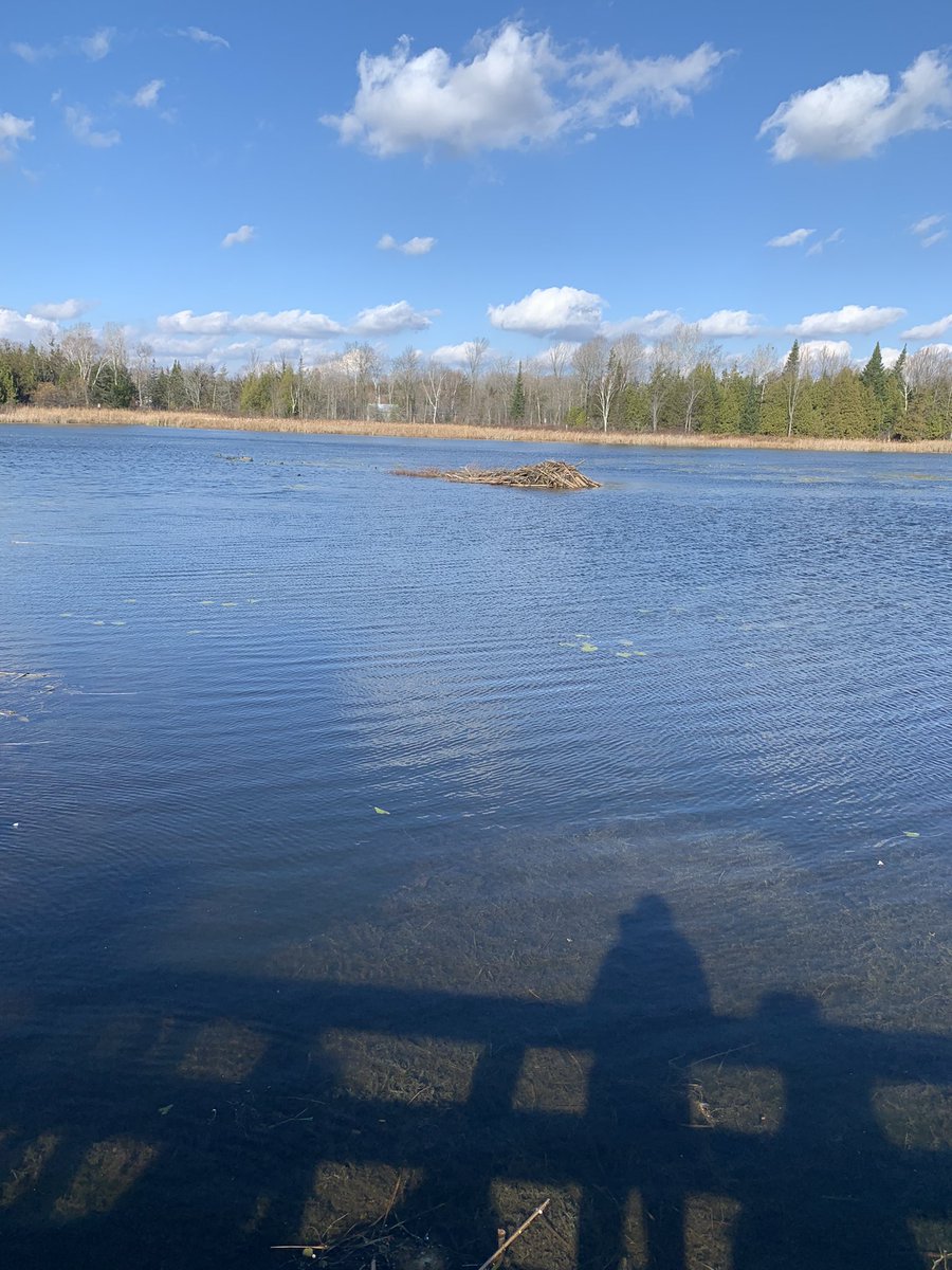 GauthierAbby's tweet photo. Thanks to Mr. Bibby @drysideup for sharing his knowledge and love of the outdoors with us today on this beautiful day relishing in God’s creation. #ALCDSBlessed @alcdsb_stph https://t.co/3D2e547sgb