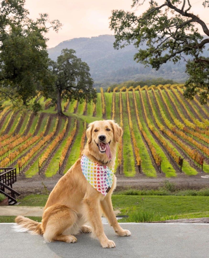 B.R. Cohn Winery tweet media