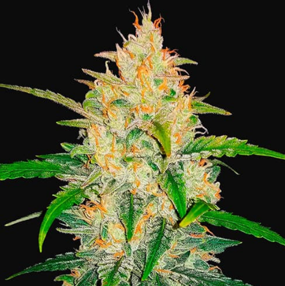 ZKITTLES, sometimes also spelled Skittlez or just skittles, is an indica-dominant hybrid that erupts with fruit flavor.

Order here farmerslabseeds.com/product/zkittl…