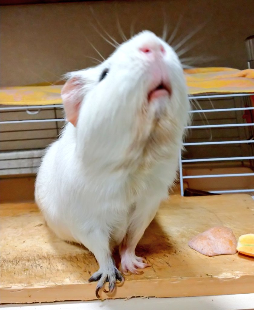 モルモット 感想 考察 最新情報まとめ みんなの評価 レビューが見れる ナウティスモーション 14ページ目