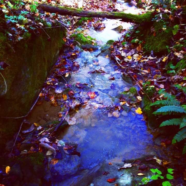 implicitorder's tweet photo. Several years ago I captured this on an IPhone 4 in the woods behind my home. I need to revisit this peaceful spot soon. #mountainspring #rurallife #mybackyard https://t.co/V2PLtsobs6