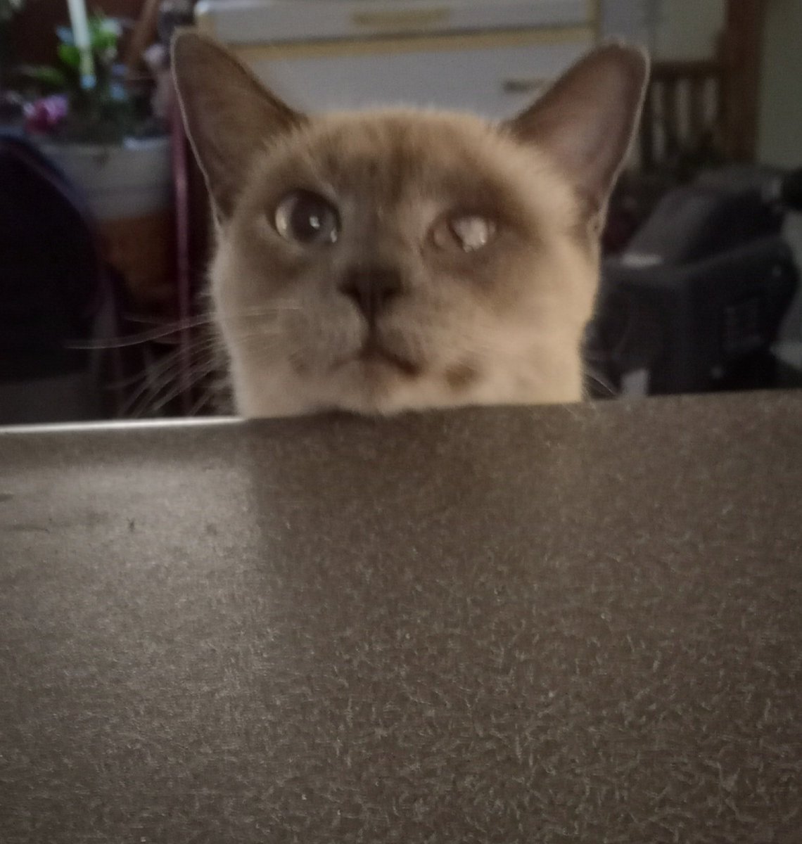 NoelleSpade's tweet photo. I don't usually do this, but could you all please just say a quick prayer or send some good vibes this way? I truly believe in the power of prayer and positive thought and I am at the beginning of the worst chapter in my life. I will trade you this picture of my cat- https://t.co/dO7DVVClkJ
