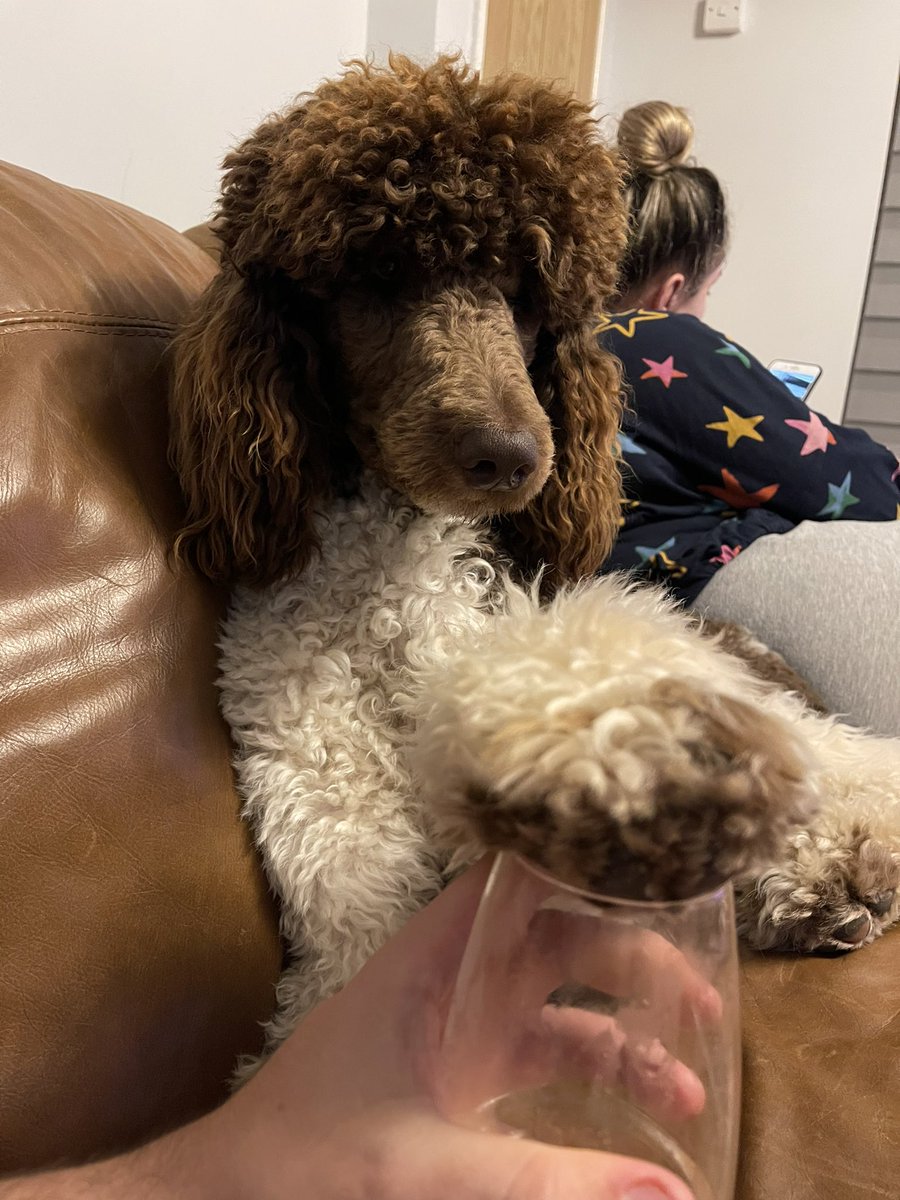 angelorossi123's tweet photo. One opinionated poodle, trying to stop me filling up my glass 🤦♂️ #standardpoodle #partipoodle https://t.co/wwl2bG4nZv