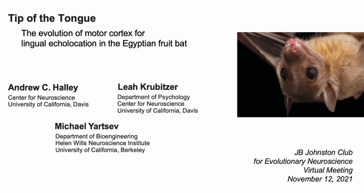 JBJohnstonClub's tweet photo. Great presentation at the #JBJC2021! 🦇
#Rousettus #bats are unique in using their tongue to produce active sonar in #echolocation. Their findings show an expanded representation of the #tongue, with different tongue subregions represented in distinct cortical areas.
#EvolNeuro https://t.co/IfGVDS5fHl