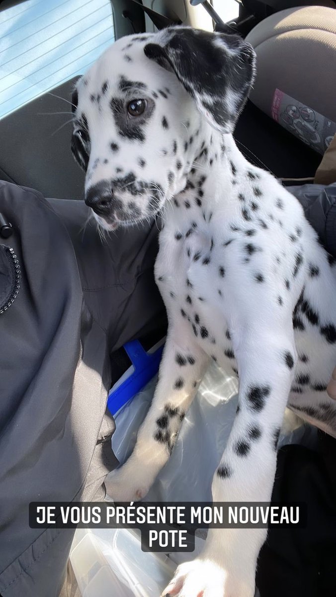 headerfrance's tweet photo. Niro et son nouveau chien ! 🐶😆 https://t.co/st2yF1ayQV