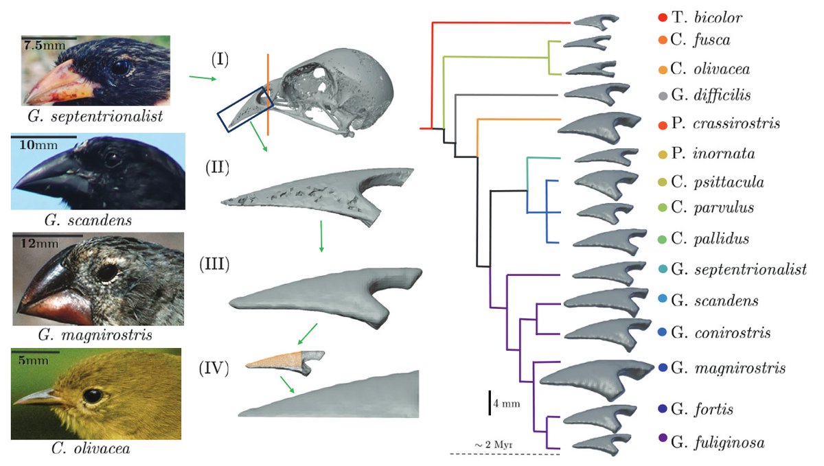 garyptchoi's tweet photo. Darwin’s finches are a classic example of adaptive radiation with highly diversified beak shapes. How do geometry and dynamics connect form, function and evolution of the finch beaks?

See our new paper in @PNASNews: https://t.co/P4kg7Nr8Wg

#Galápagos #morphology #birds #evodevo https://t.co/ZbTSOYcV9j