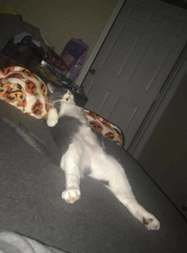 ✨ Gatitos que curan tu depresión ✨ tweet media