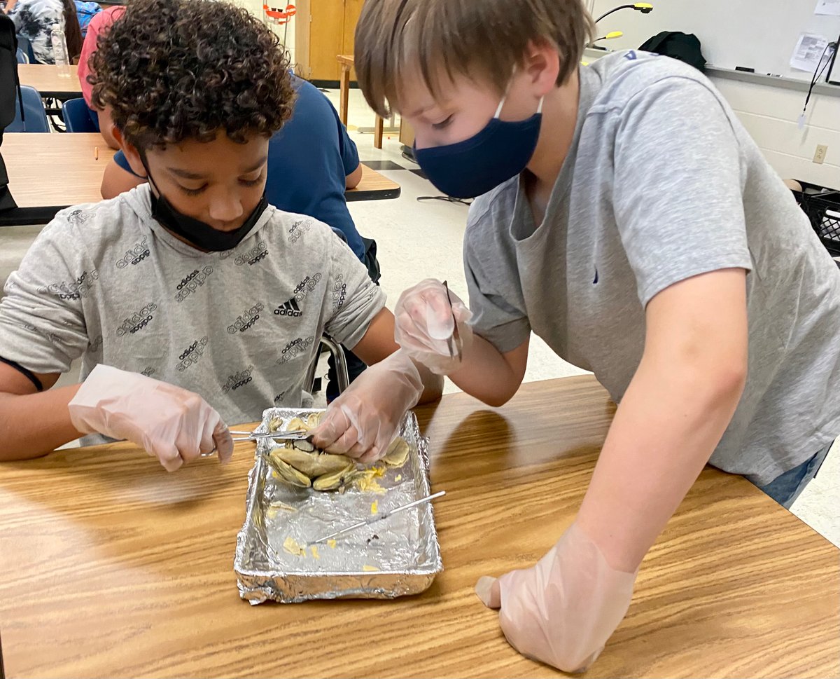 AJBriesemeister's tweet photo. Today at @AJBriesemeister, in 7th grade 👨‍🔬Science classes for Mr. Rodriguez, students identified body systems (TEK 7.12B) and locations of organs by 🔪dissecting amphibians; a.k.a. 🐸FROG DAY!  #HandsOnLearning #DissectionLab #AJBisThePlace2Be https://t.co/co1XG9yU02
