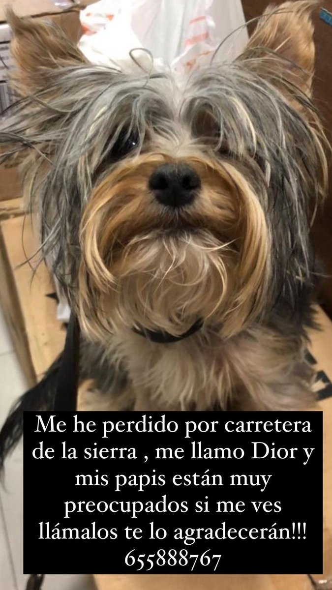 Esta preciosidad se ha perdido!! Si las ves no dudes en llamar!! Ayuda a sus papis a encontrarla!!!