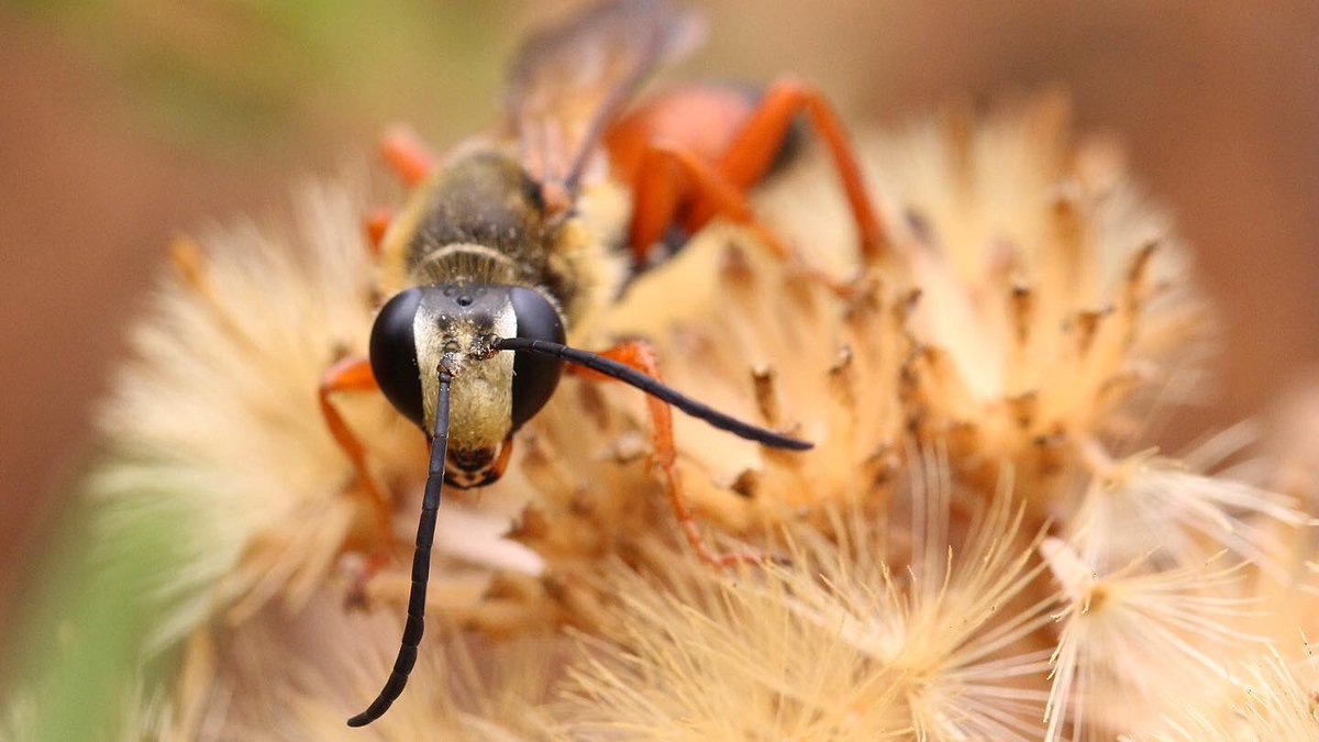 Meet the magnificent ✨Great Golden Digger Wasp ✨
Here are a few facts about these beautiful wasps 🤓
More to read on our insta! 
We hope you enjoy your weekend ❤️
📸  <a href="/JessicaMaccaro/">Jessica Maccaro</a> 
#wasps #pollinators