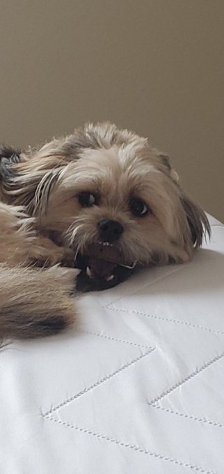 Although Sophie is a really good listener knows commands like no, sit, stop, and right here. One things