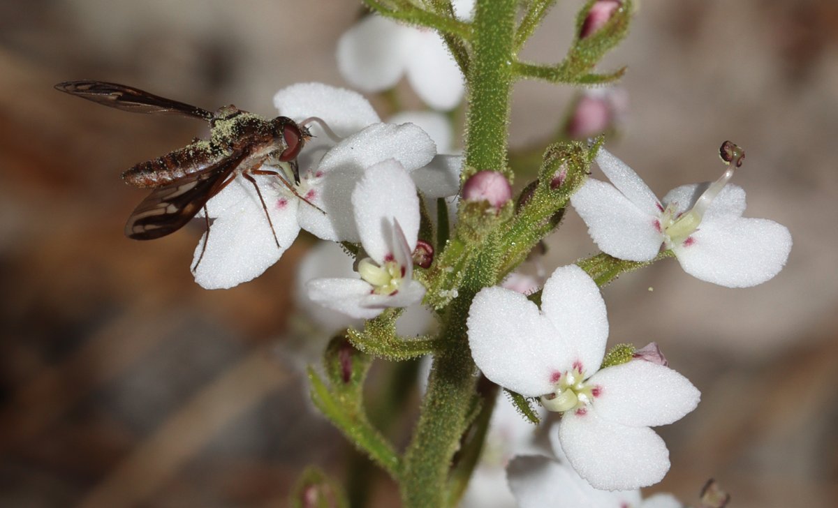 JulietWege's tweet photo. A bee-fly feasts on a #Triggerplant and is hit by an explosion of pollen. Bonus view of a ‘set’ and ‘released’ trigger on the other flowers.
#Stylidium barleei #Stylidiaceae, restricted to the SW corner of Australia. I'll never weary of field work in this part of the country https://t.co/hu4NOBtQqm