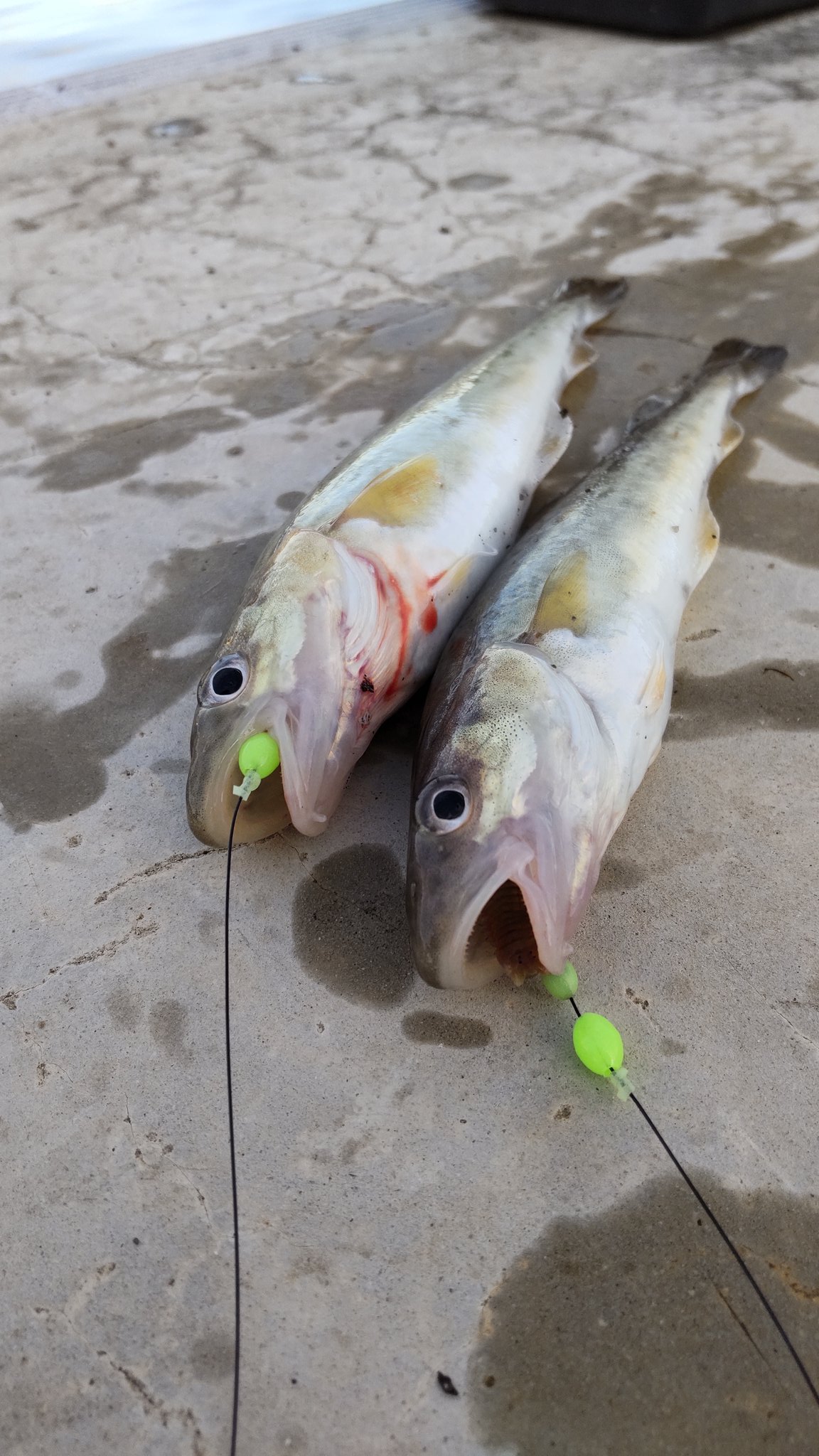 تويتر K Kikuchi على تويتر 1週間ぶりのコマイ釣り 行くたびにコマイが成長してちょうどいい型になってきた 新作の仕掛けも調子良かった 北海道 釧路 コマイ カレイ 釣り T Co C6tgqnkych