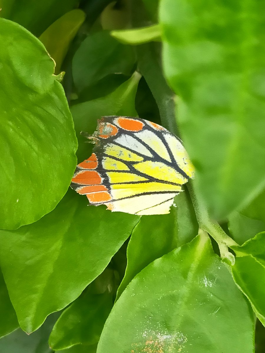 kirthzz's tweet photo. B.R.O.K.E.N BUT BEAUTIFUL 🥺🤍💚💛🧡🖤 https://t.co/exgs9BN4ki
