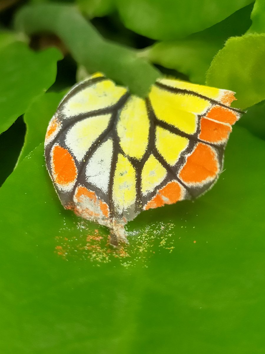 kirthzz's tweet photo. B.R.O.K.E.N BUT BEAUTIFUL 🥺🤍💚💛🧡🖤 https://t.co/exgs9BN4ki