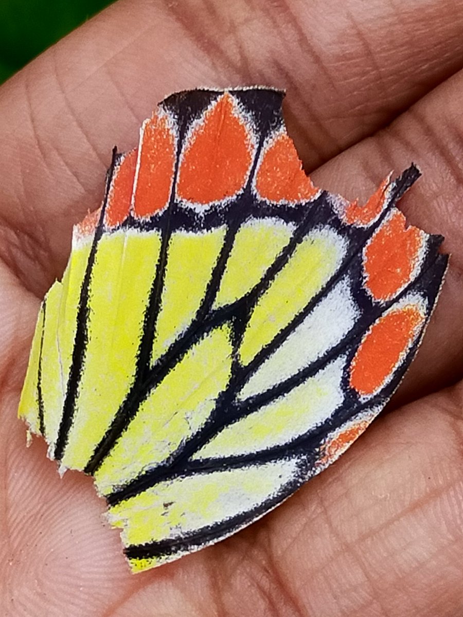 kirthzz's tweet photo. B.R.O.K.E.N BUT BEAUTIFUL 🥺🤍💚💛🧡🖤 https://t.co/exgs9BN4ki