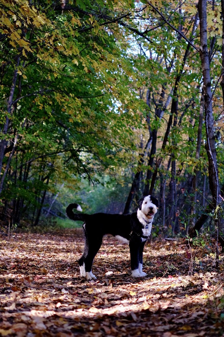 mjniel_'s tweet photo. @brianchoffman Sheepadoodle https://t.co/kdsfy8ytwh