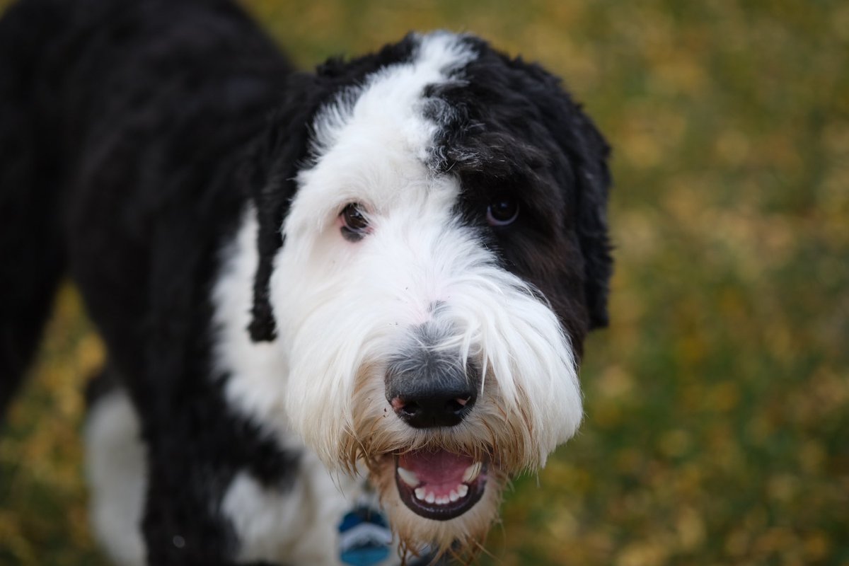 mjniel_'s tweet photo. @brianchoffman Sheepadoodle https://t.co/kdsfy8ytwh